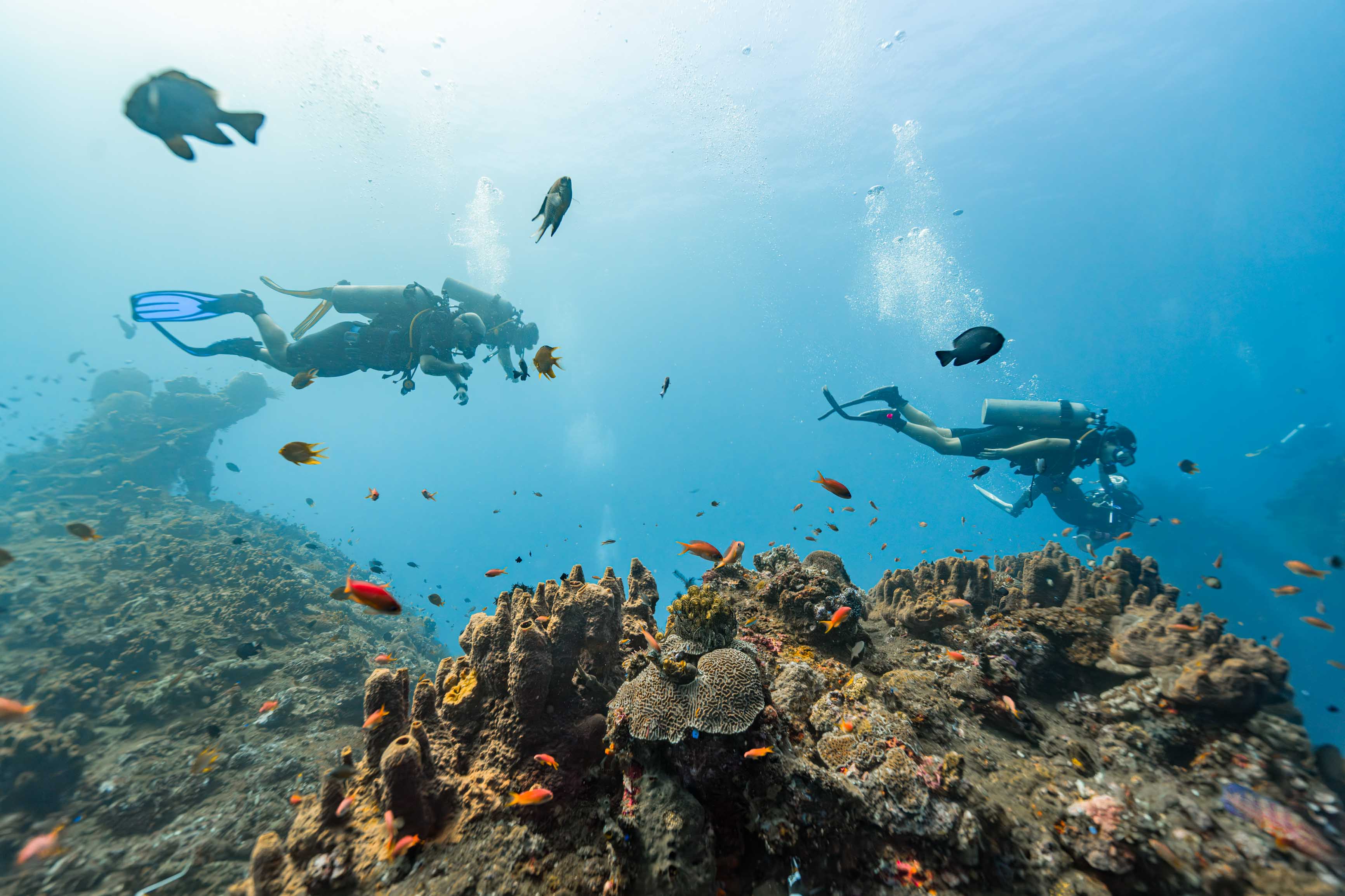 Evolution Diver - French and English Diving club in Amed, Bali - Our Fun Dives