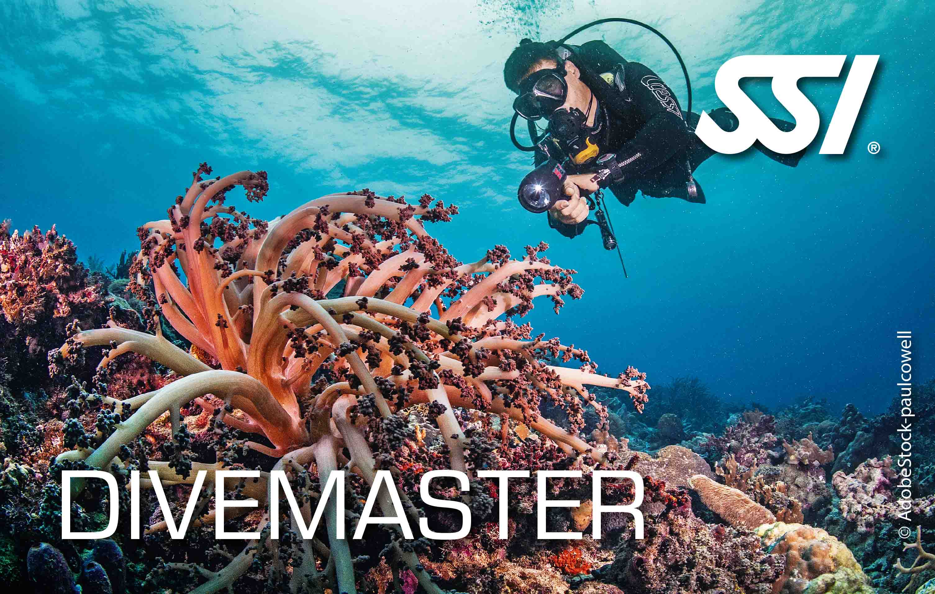 Formation : Divemaster - Club de plongée Evolution Diver Amed Bali