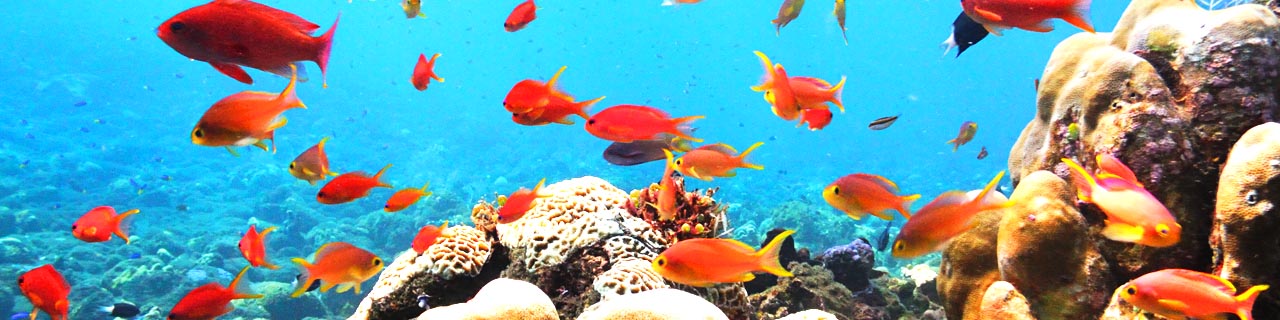 Tulamben - The Coral Garden