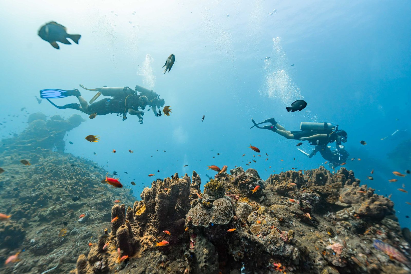 Fun dive – Evolution Diver, dive center in Amed, Bali