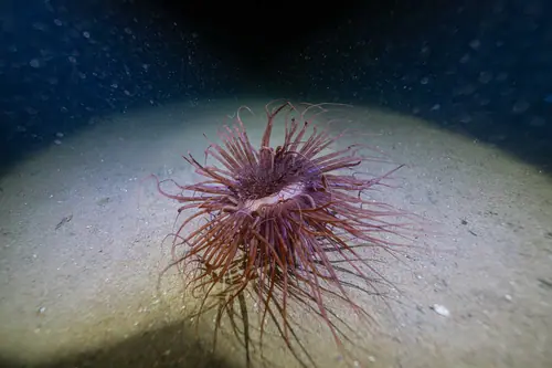 Tube-dwelling anemone - night dive