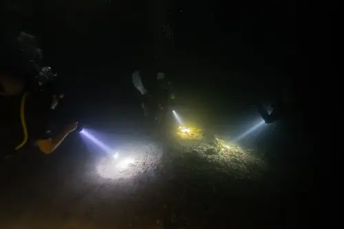 Night dive