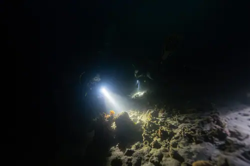 Night dive 2