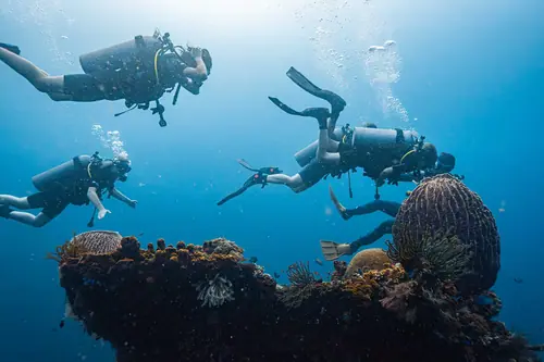 Corals near the Liberty Wreck