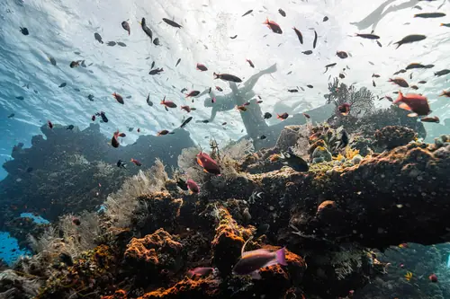 Sealife at the Liberty Wreck