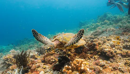 Turtle at Pyramids