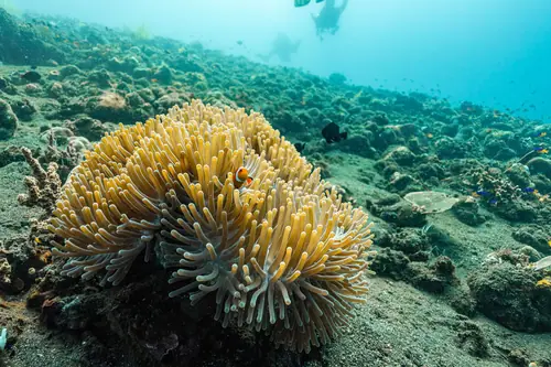 Clown fish at Tulamben Coral Garden