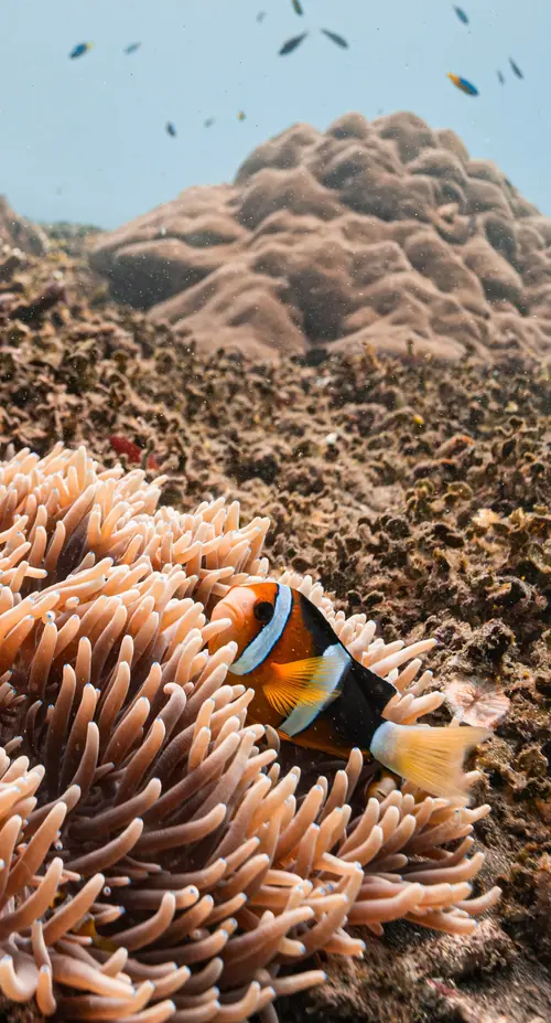 Clown fish at Deep Blue
