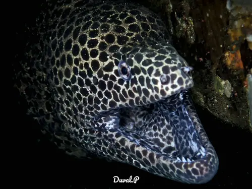Leopard Moray