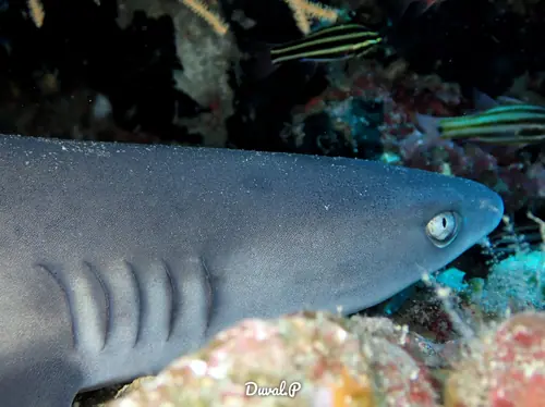 Shark