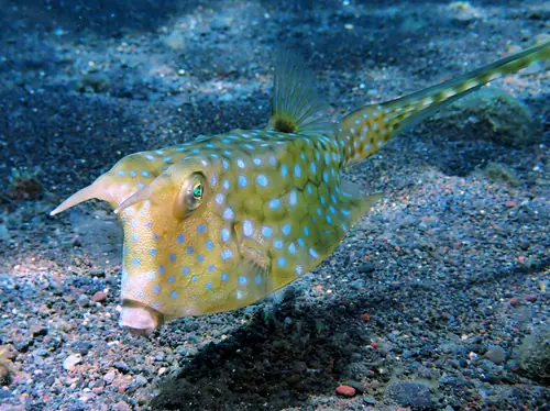 Cowfish