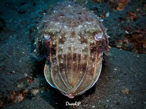 Cuttlefish