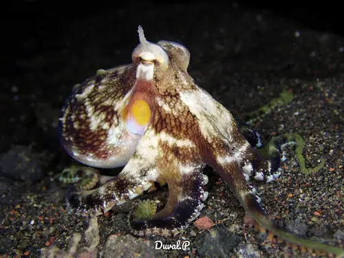 Octopuss