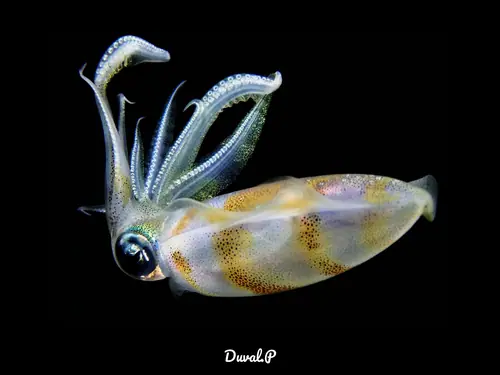 Squid