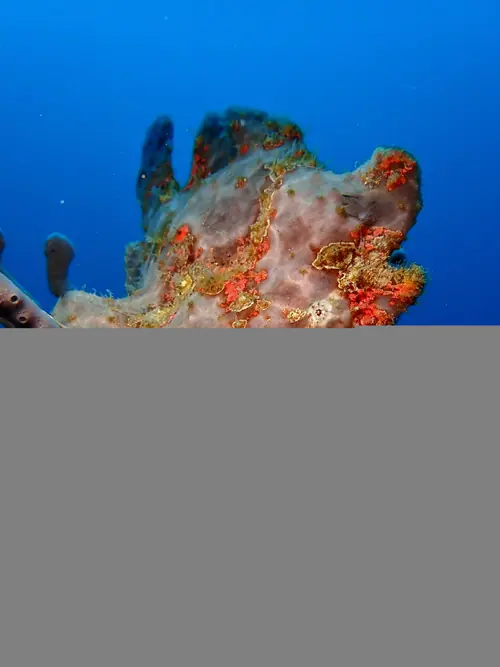 Frog Fish