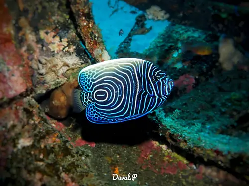 Juvenile Angelfish