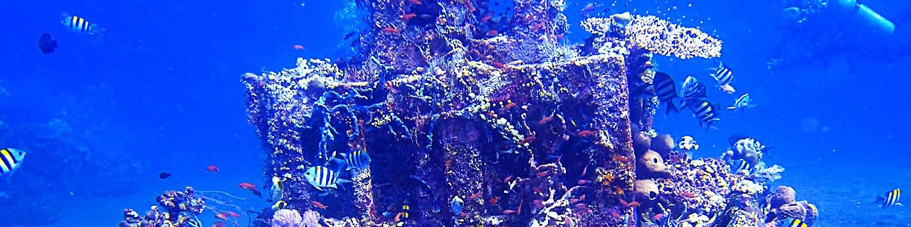 Dive site Amed - Pyramid – Evolution Diver, dive center in Amed, Bali
