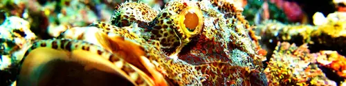 Dive site Jemeluk Bay – Evolution Diver, dive center in Amed, Bali