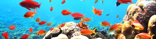 Dive site Tulamben - The Coral Garden – Evolution Diver, dive center in Amed, Bali